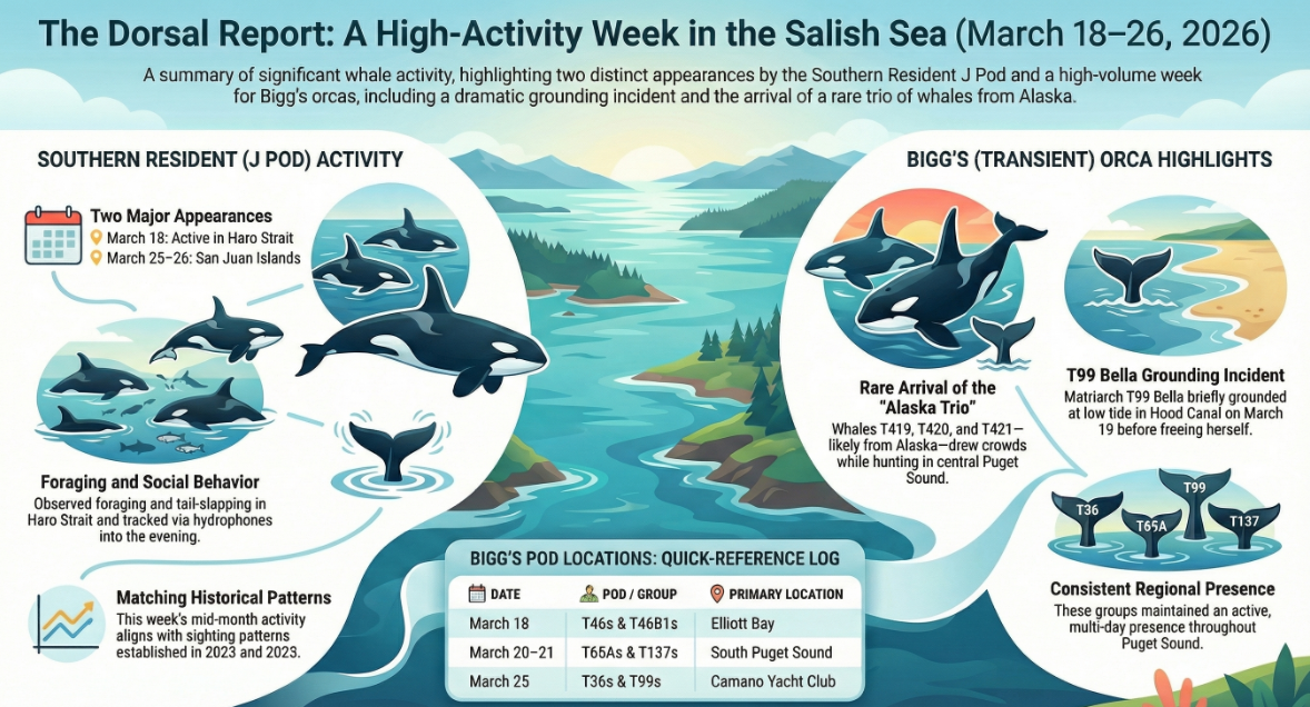 The Dorsal Report: Salish Sea Sighting Highlights Mar 18-26, 2026