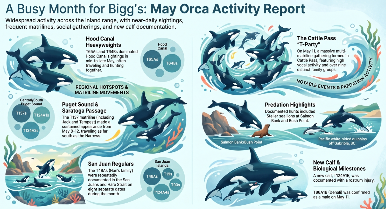 The Dorsal Report: Salish Sea Sighting Highlights May 2026